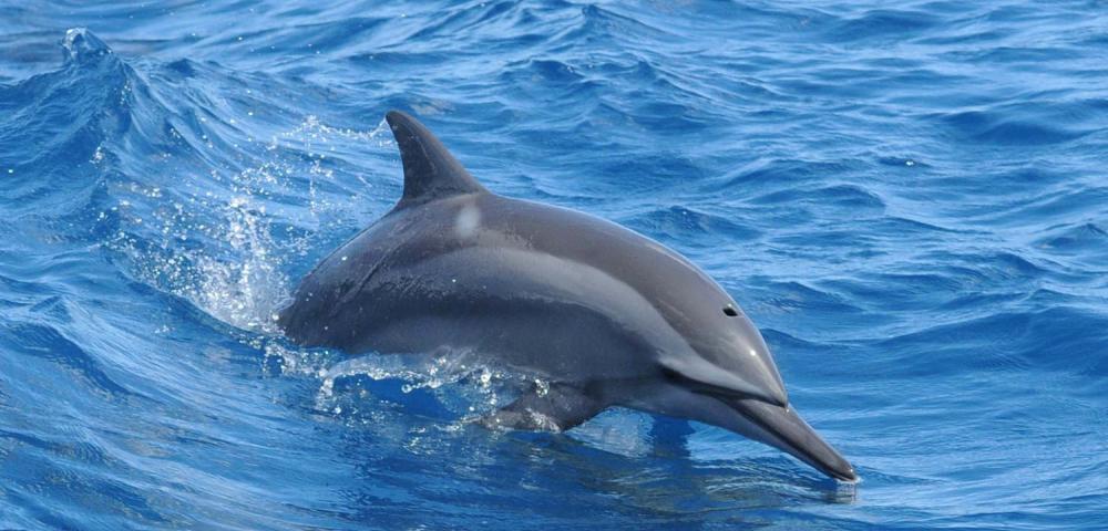 Dolphin Watching Cruise with Observatory | フィッシュアイマリン