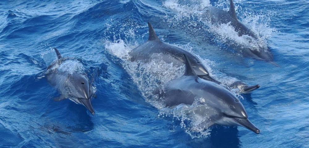 Dolphin Watching Cruise with Observatory | フィッシュアイ